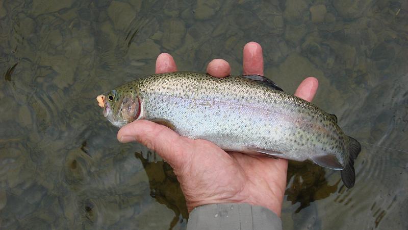 Kettle Rainbow.JPG